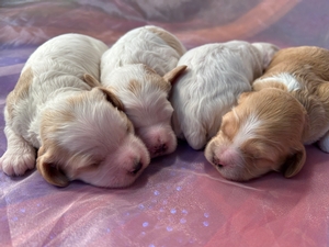 Four F1 Female Cockapoo Puppies for Sale $1200